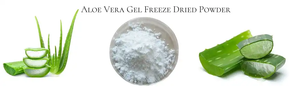 Aloe Vera Gel Freeze Dried Powder