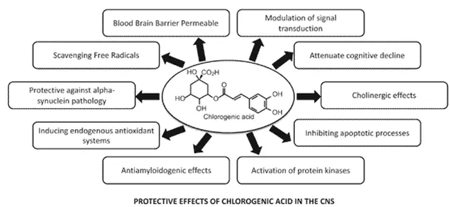 chlorogenic acid benefits