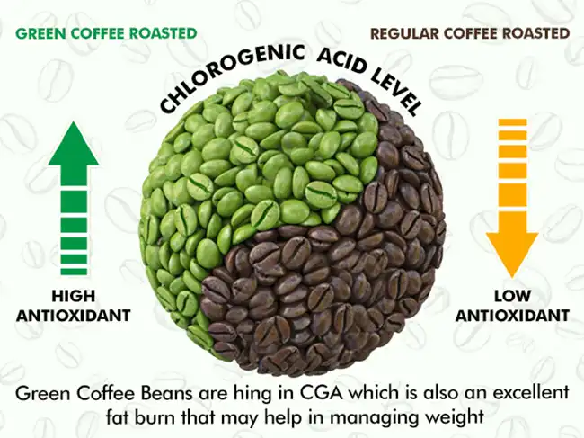 chlorogenic acid powder