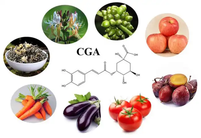 Chlorogenic Acid 