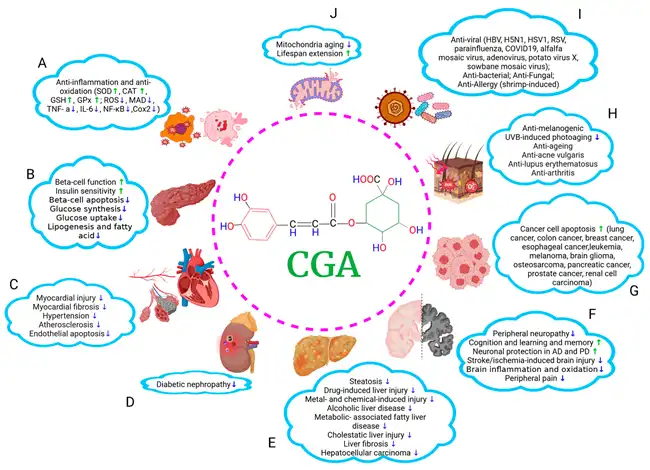 Chlorogenic Acid  benefits