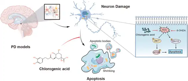 The Neuroprotective Properties of Chlorogenic Acid