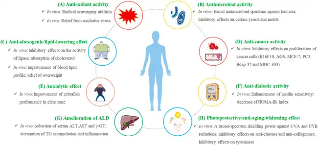 Chlorogenic Acid benefits