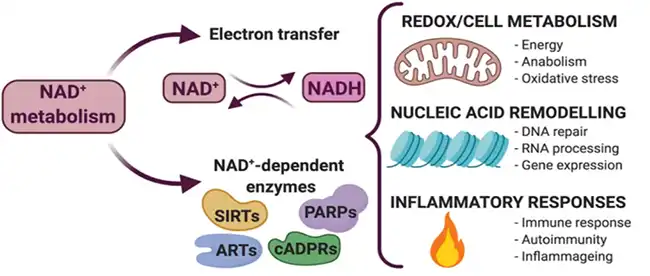 Nicotinamide