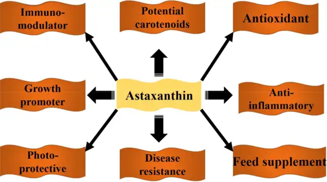 Astaxanthin benefits