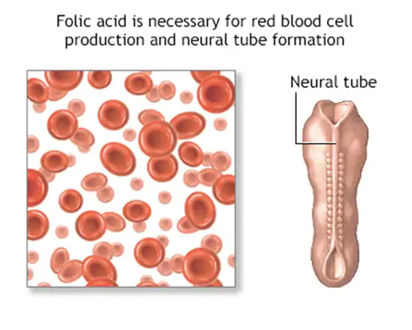 Folic acid 