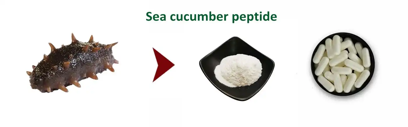 Sea cucumber peptide Powder