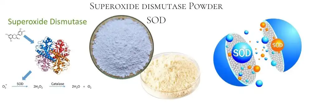 Superoxide Dismutase