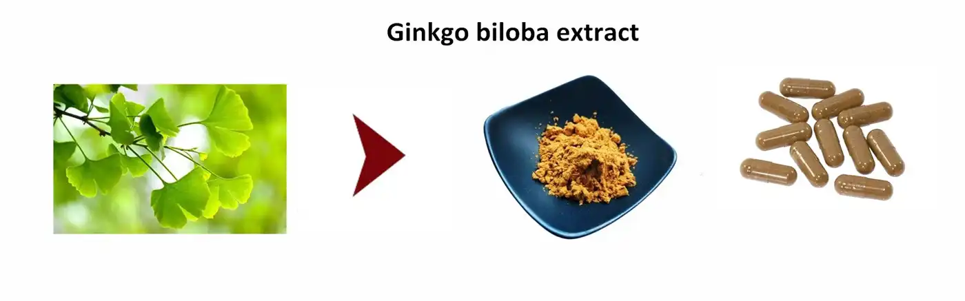 Ginkgo biloba extract Powder Ginkgo biloba extract Powder