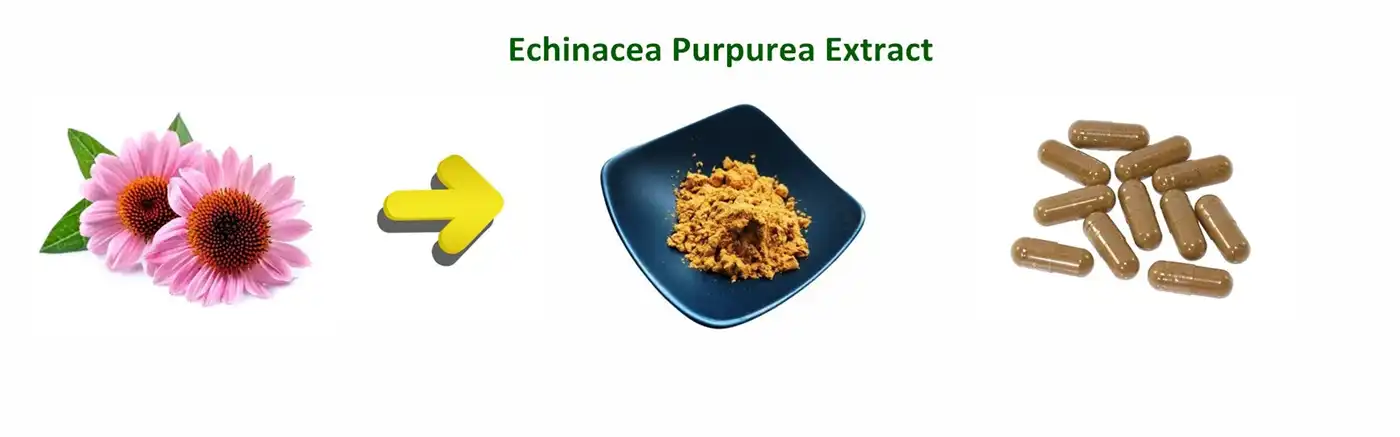 Echinacea Purpurea extract