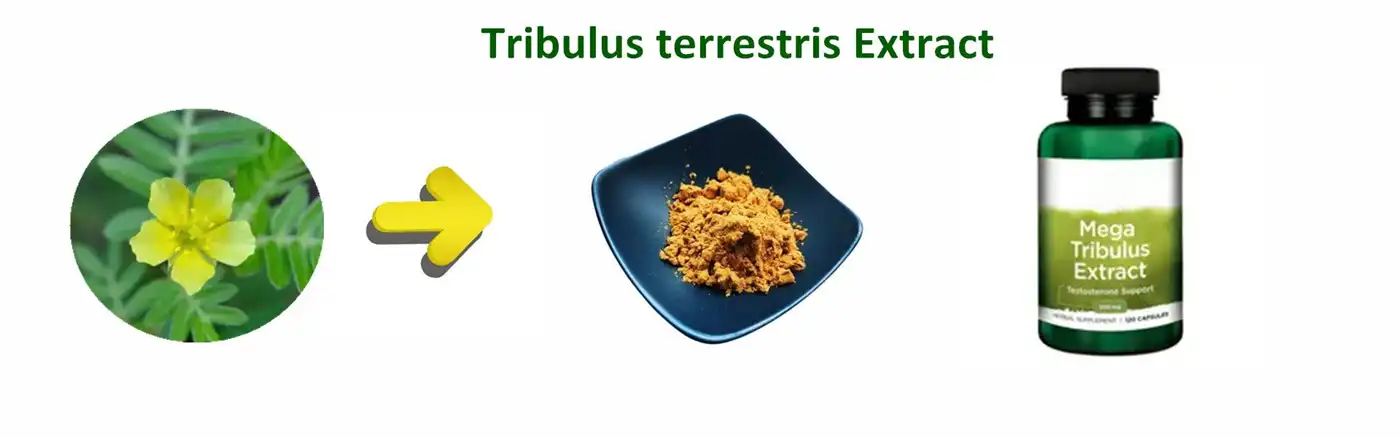 Tribulus terrestris Extract