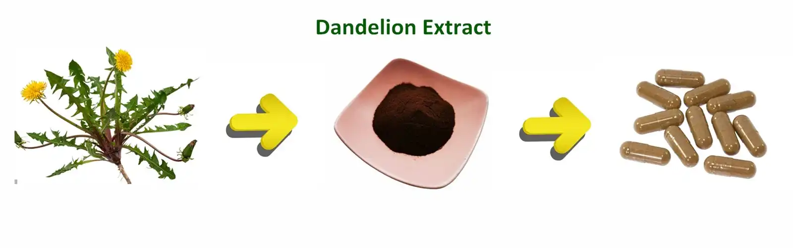 Dandelion Extract powder