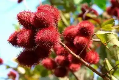 Annatto Extract Annatto Extract