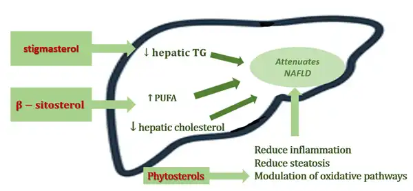 phytosterol BENEFITS