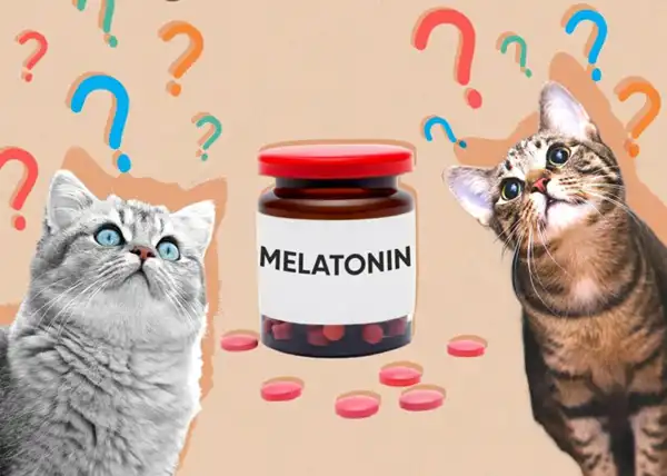 Melatonin powder for cat