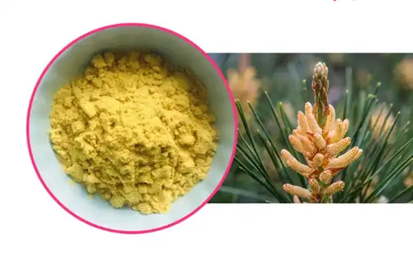 pine pollen powder