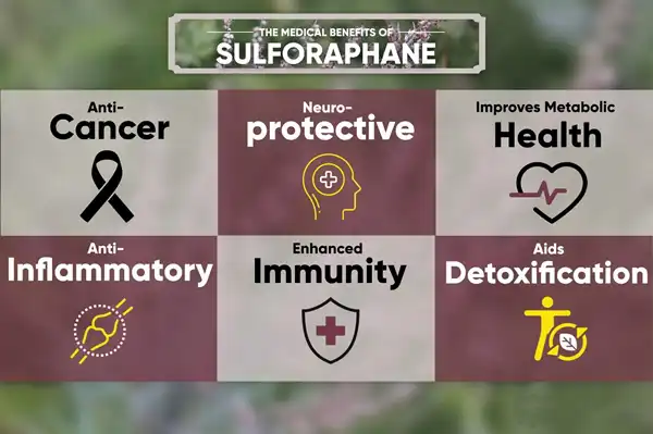 Sulforaphane powder benefits