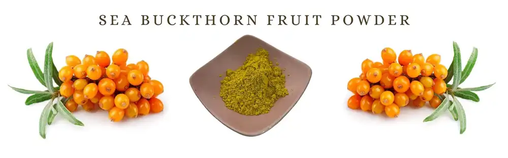 Sea buckthorn fruit powder