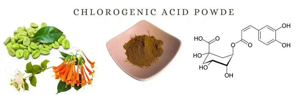 Chlorogenic Acid