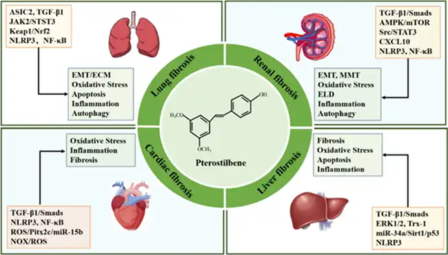 Pterostilbene supplier