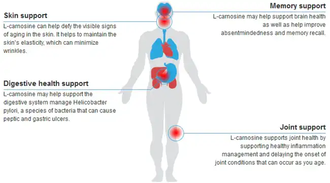 L Carnosine benefits