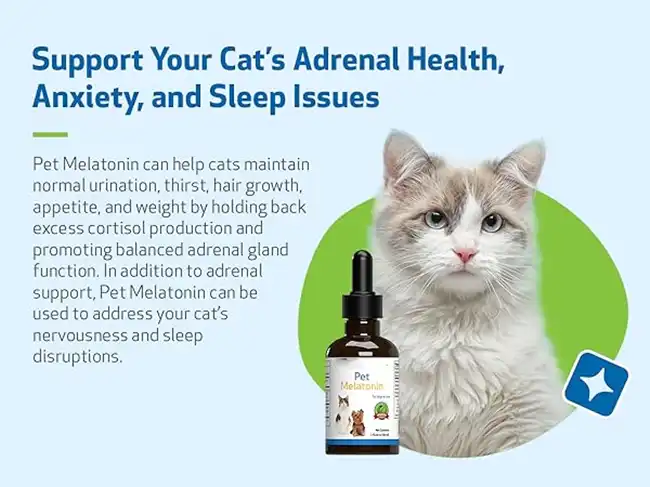 Benefits of Melatonin for Cats