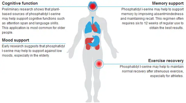 l Serine benefits