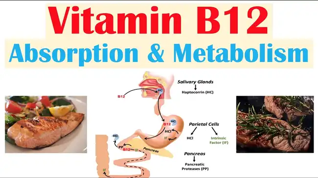 B12 Vitamin B12 Vitamin