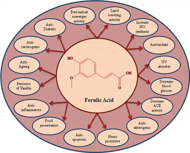 Ferulic Acid benefits