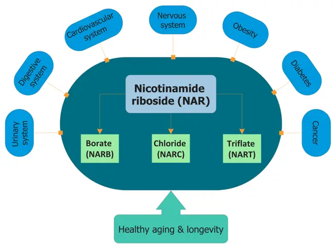 Nicotinamide benefits