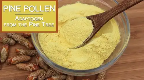 pine flower Powder