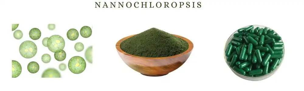 Nannochloropsis Powder