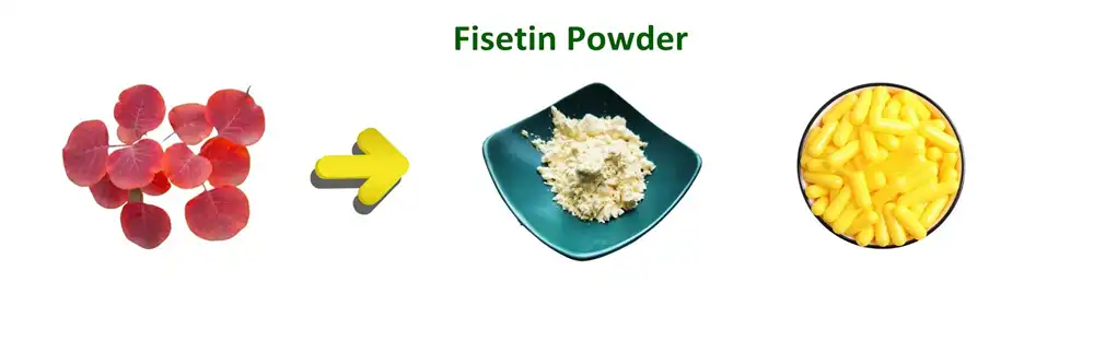 fisetin powder