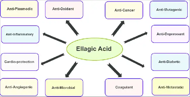 The benefits of Ellagic Acid